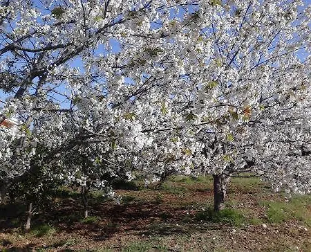 Apartamento Agrimony *